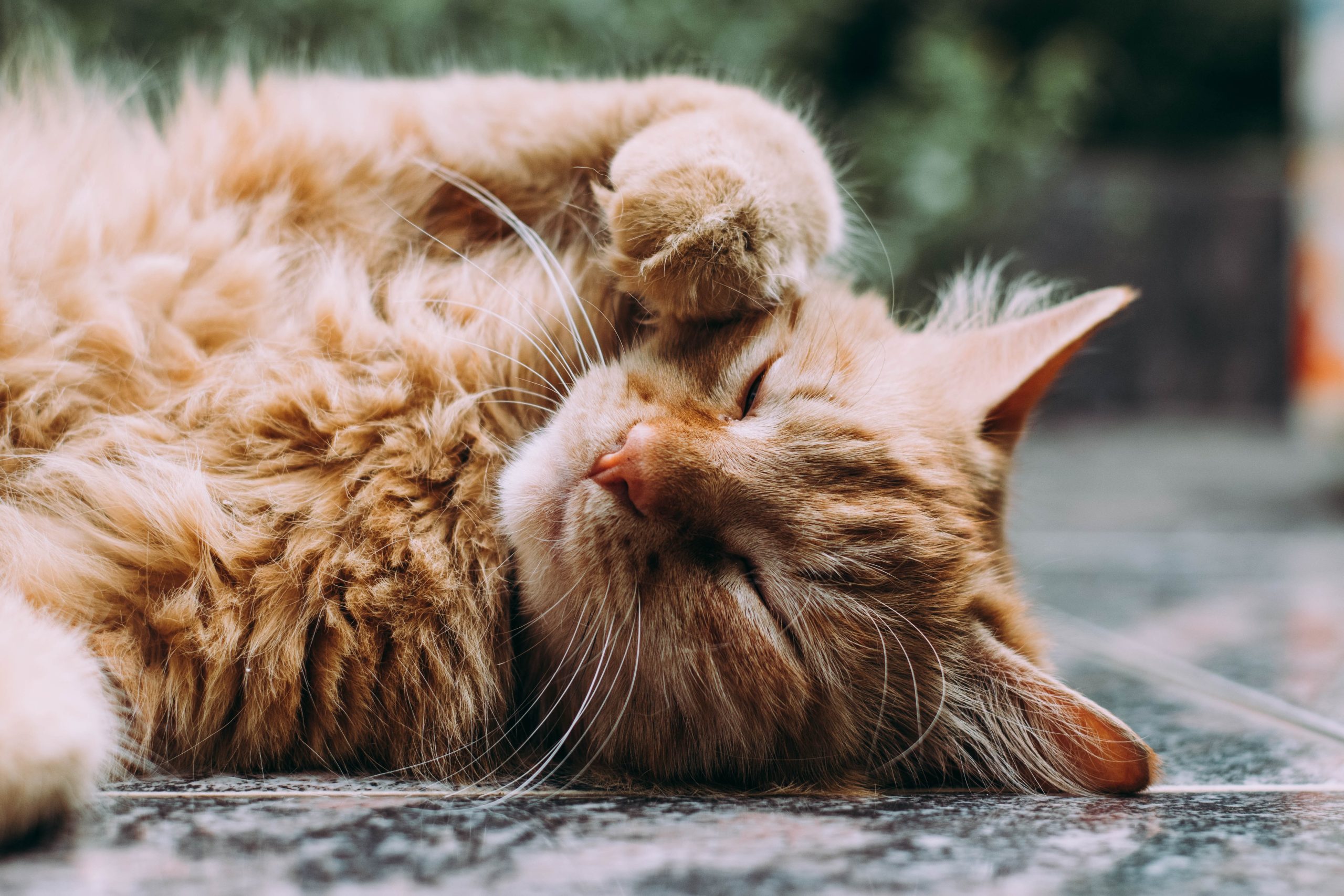 Hvorfor bør du kastrere katten din?