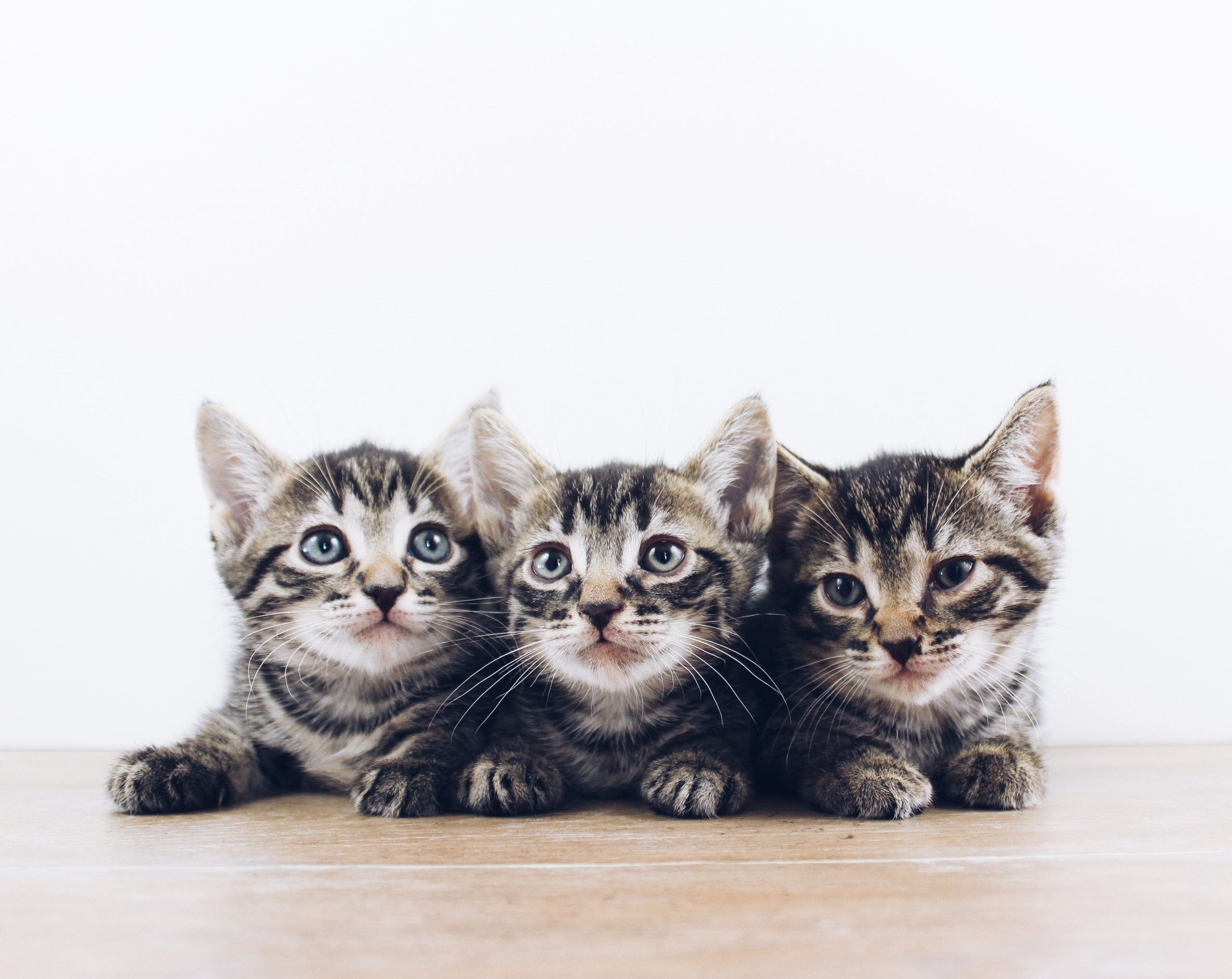 Slik tar du vare på kattungen din